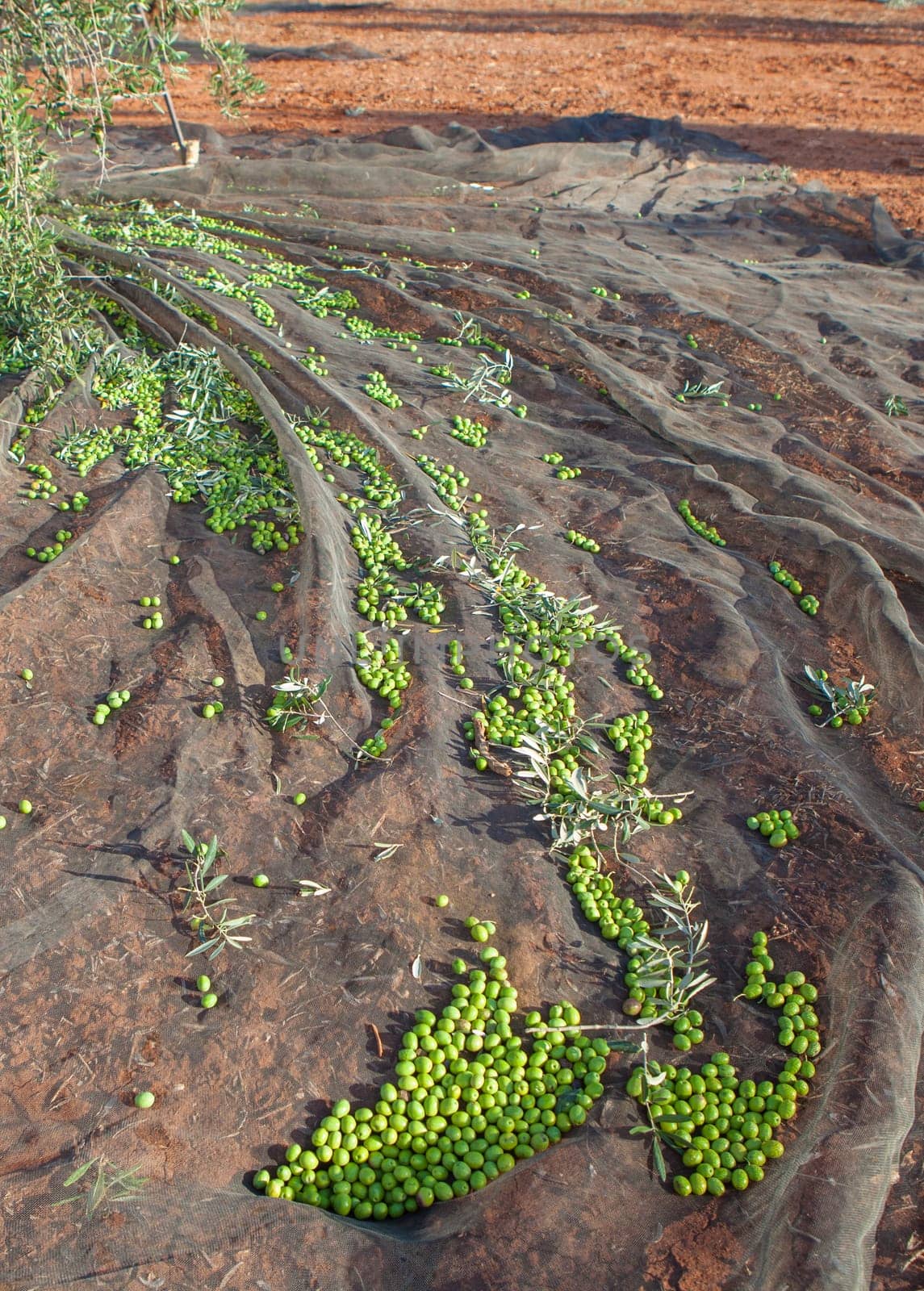 Olive tree surrounded by the collection net. Table olives harvest season scene