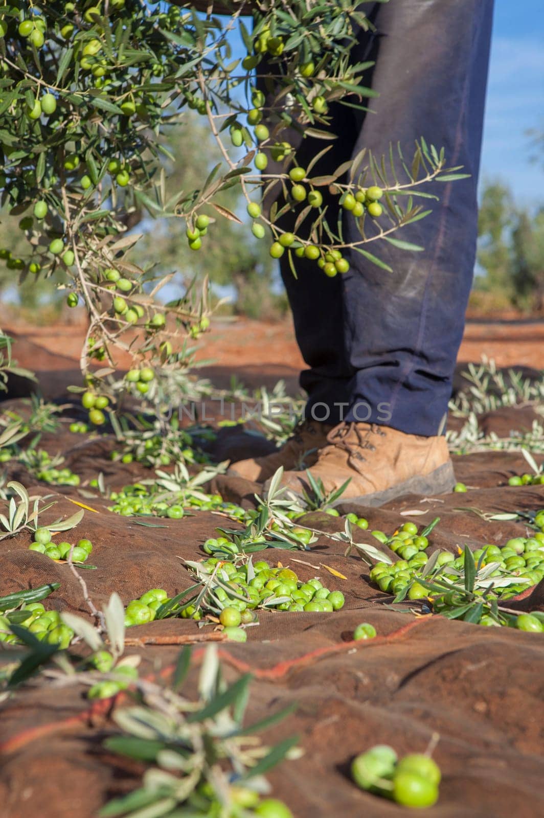 Olives collection net. Table olives harvest season scene. Laborer picking olives on the ladder in the background
