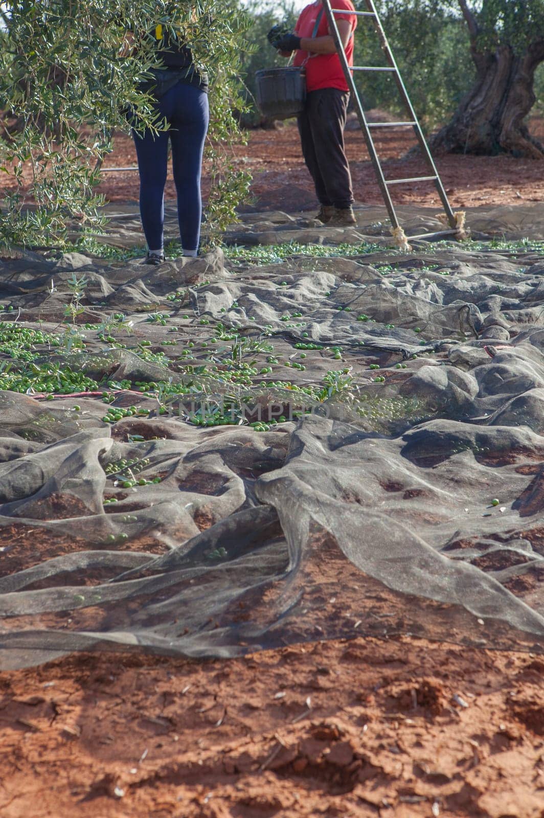 Green olives collection net. Couple of laborers picking olives in the background