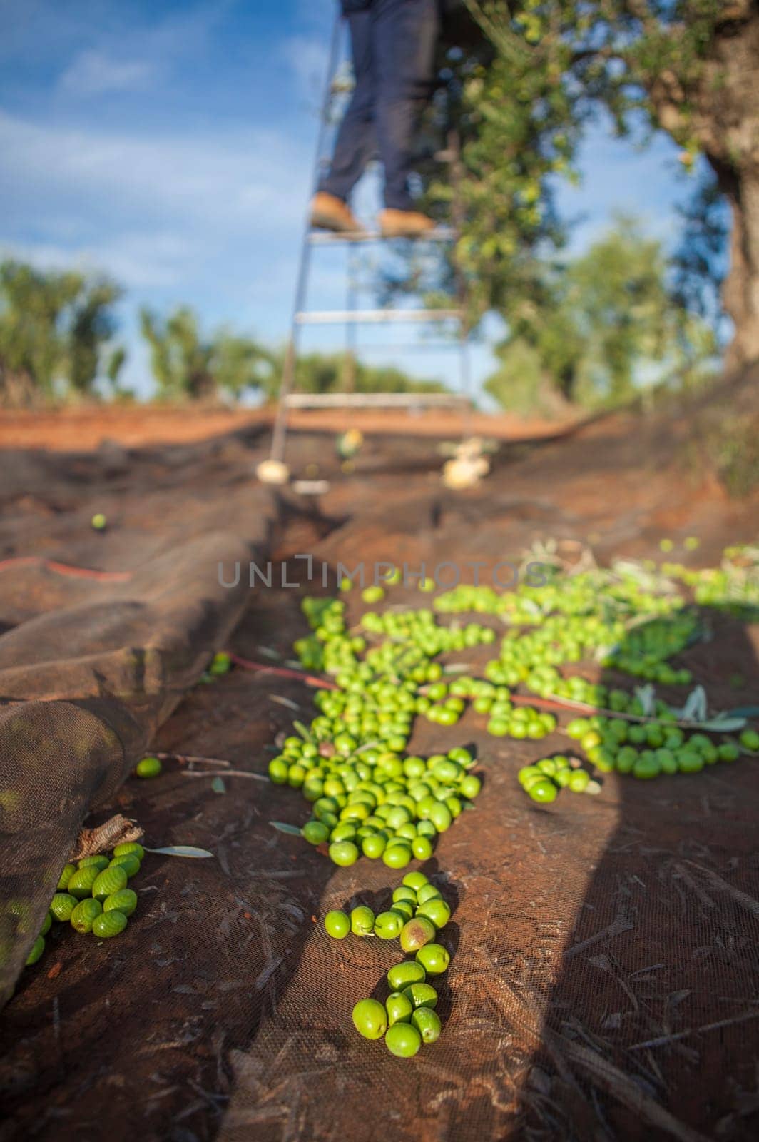 Olives collection net. Laborer picking olives on the ladder in the background
