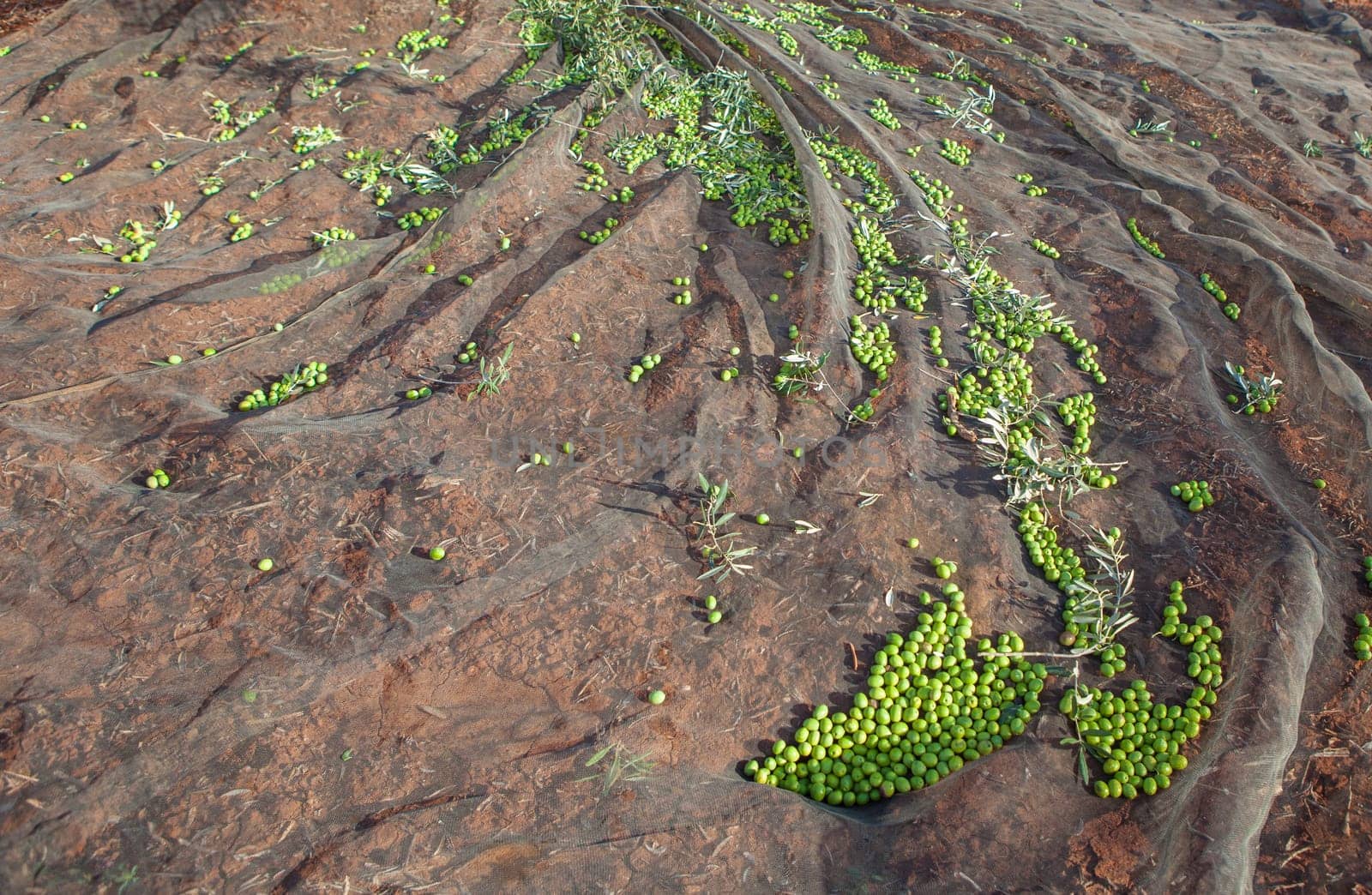 Olive tree surrounded by the collection net. Table olives harvest season scene