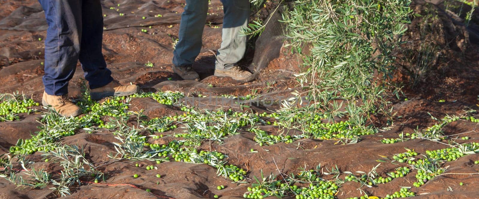 Green olives collection net. Two laborers picking olives in the background