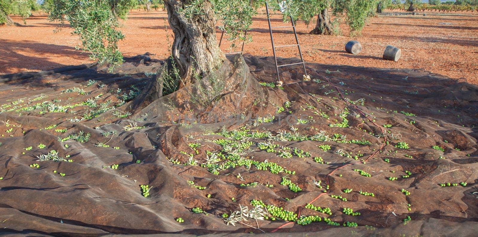 Olive tree surrounded by the collection net. Table olives harvest season scene