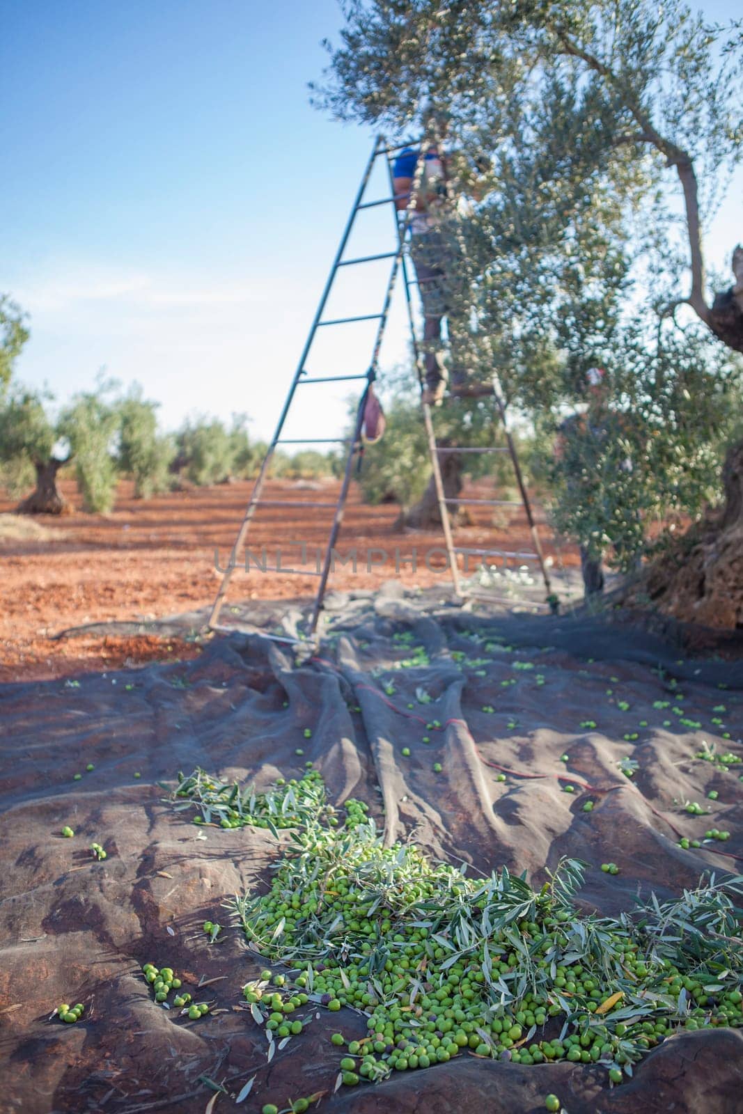 Olives collection net. Laborer picking olives on the ladder in the background