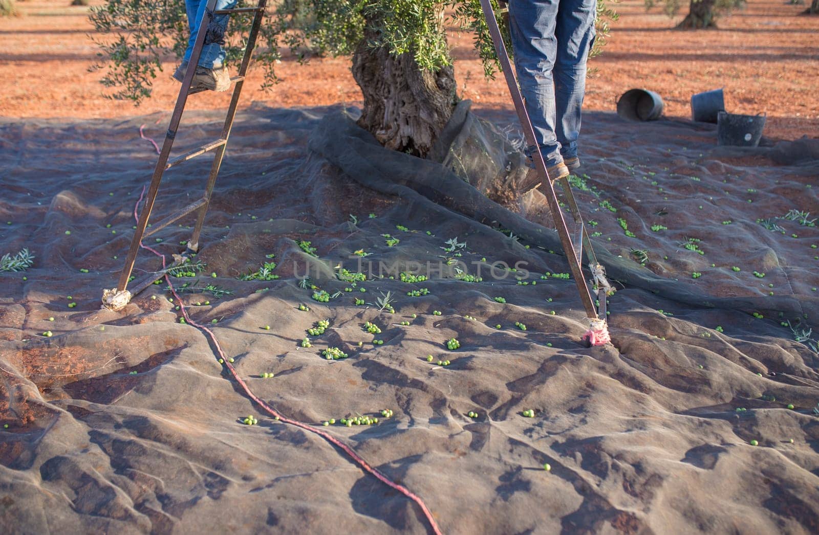 Laborers picking olives on the ladder. Table olives harvest season scene