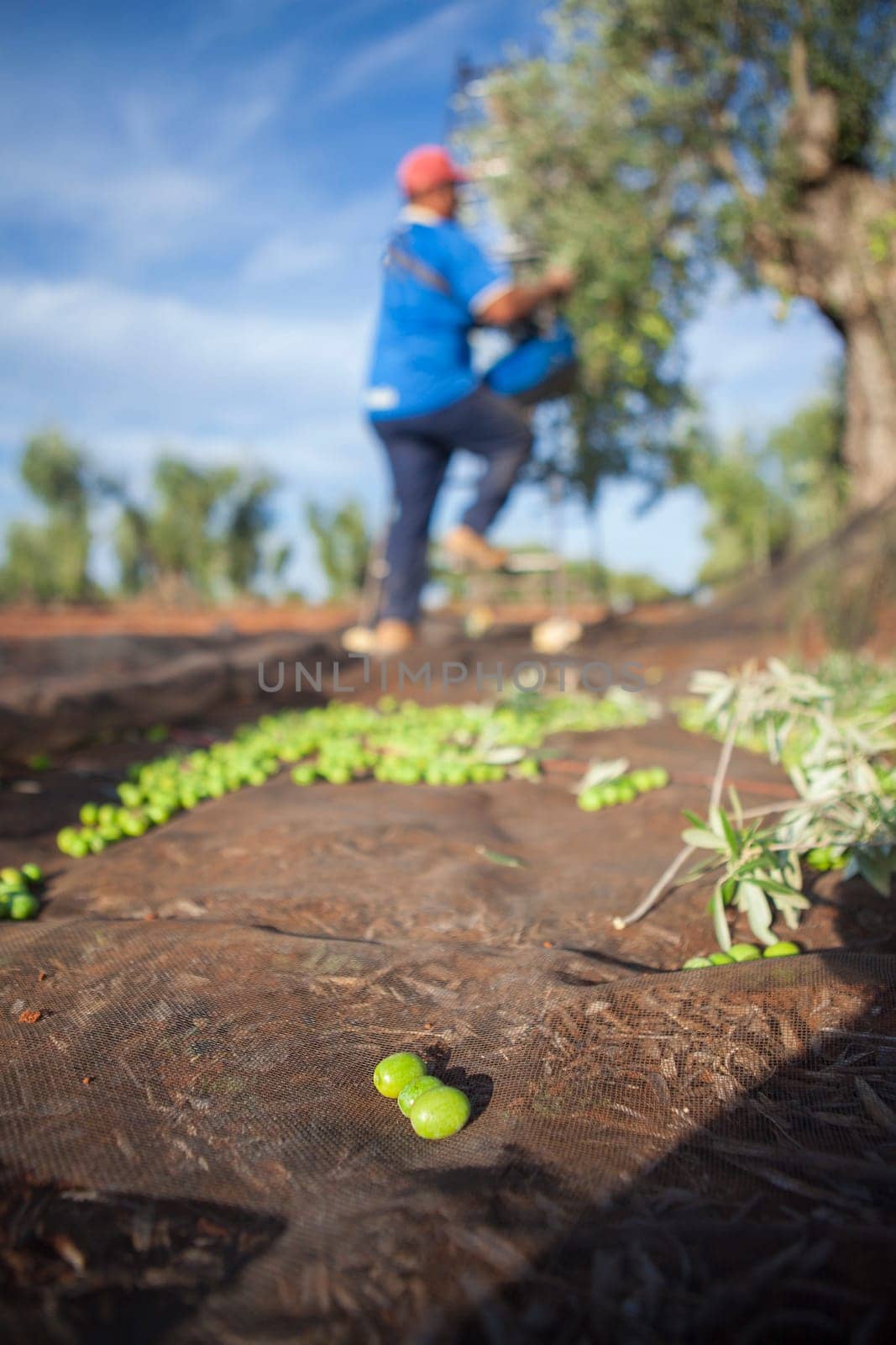 Olives collection net. Laborer picking olives on the ladder in the background