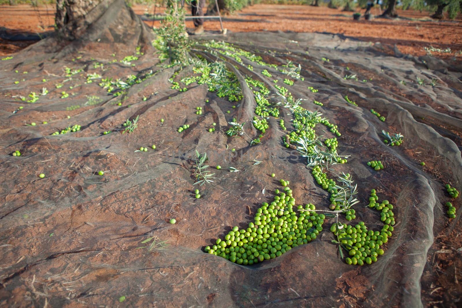 Olive tree surrounded by the collection net. Table olives harvest season scene