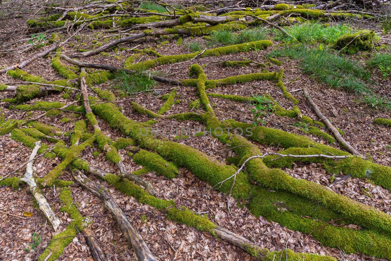 In the forest - pure nature - a landscape shot