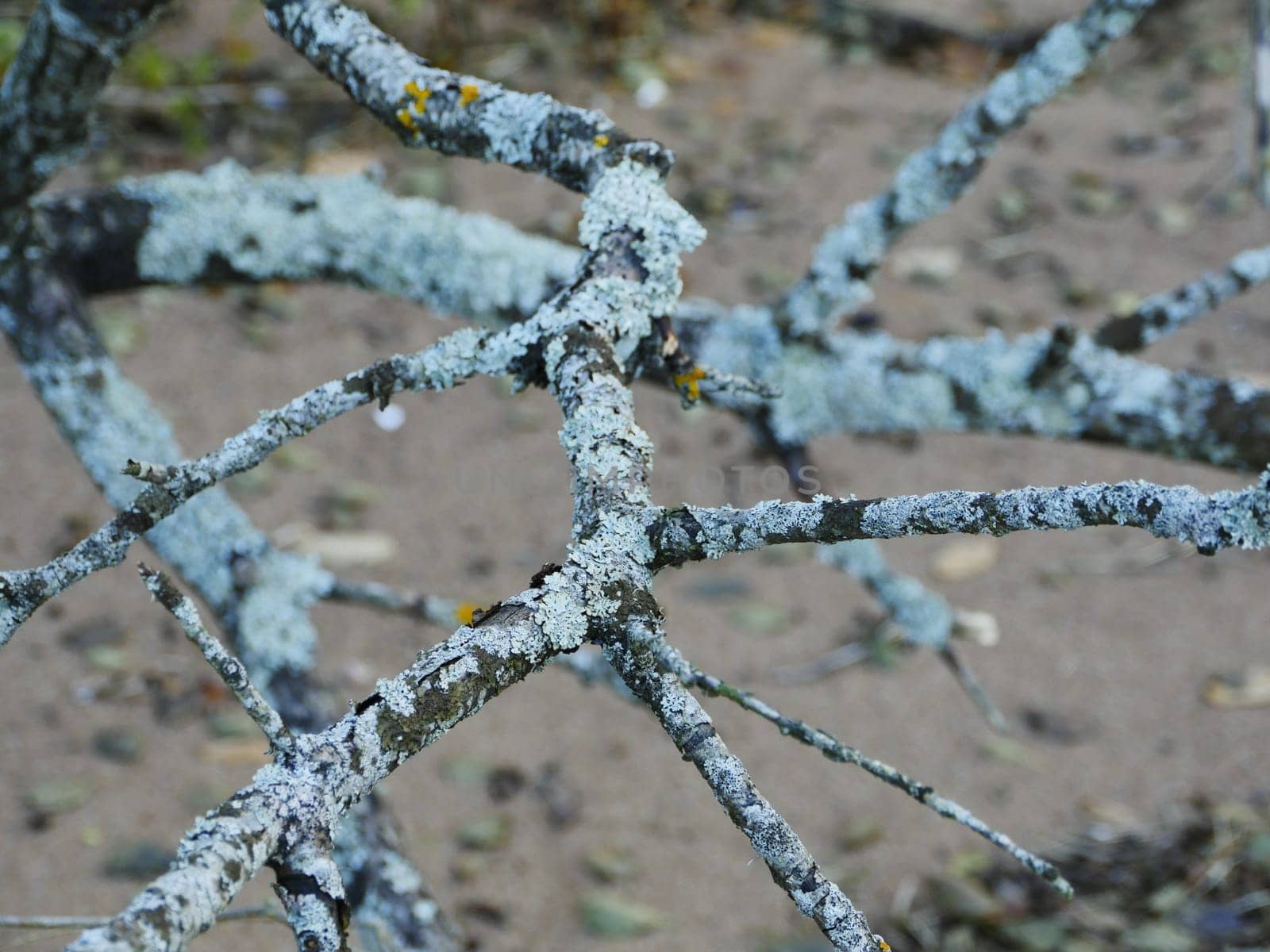 tree branches covered with gray lichen look like a giant spider web, abstract natural background