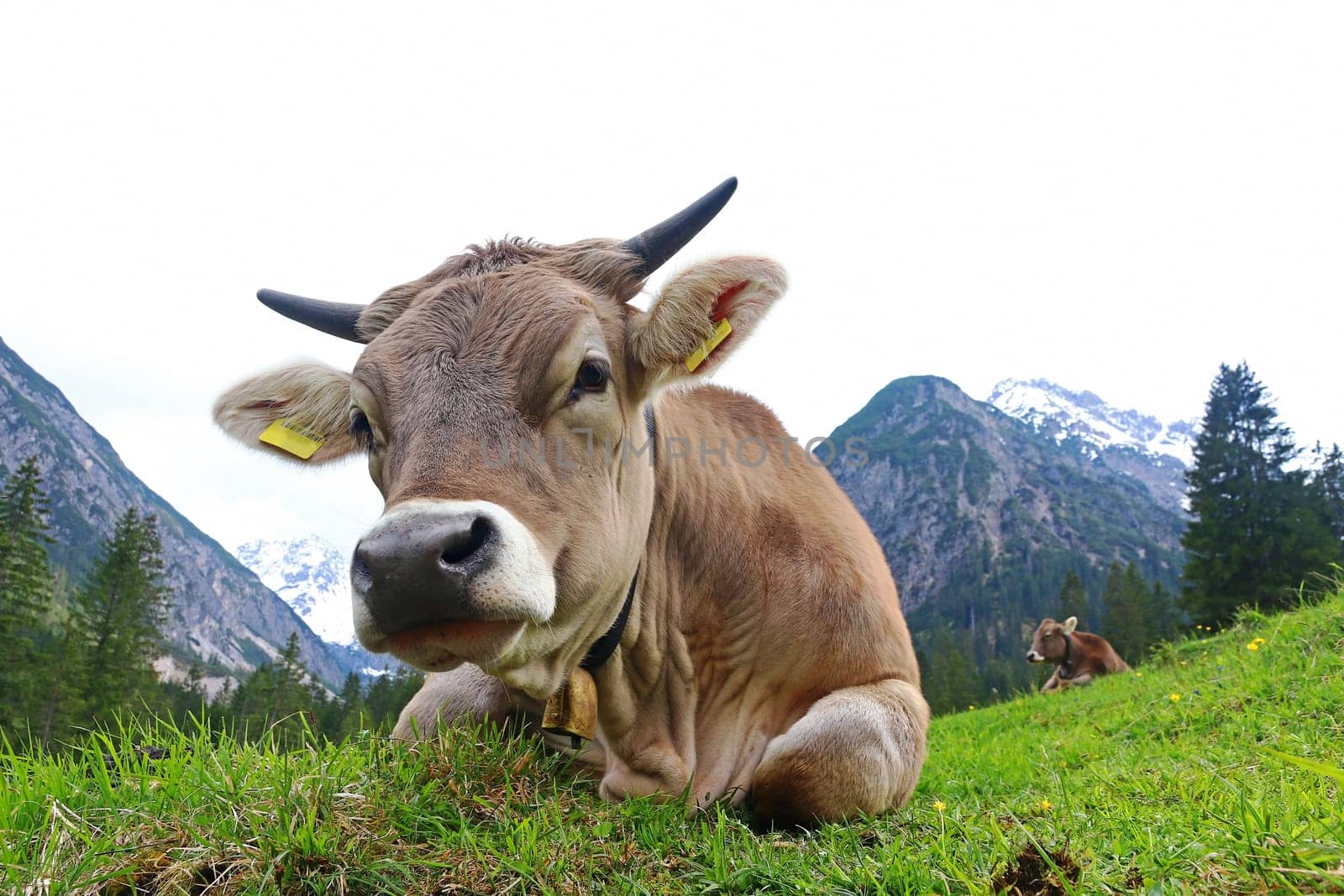 Pretty young brown cattle with horns and bell in the mountains