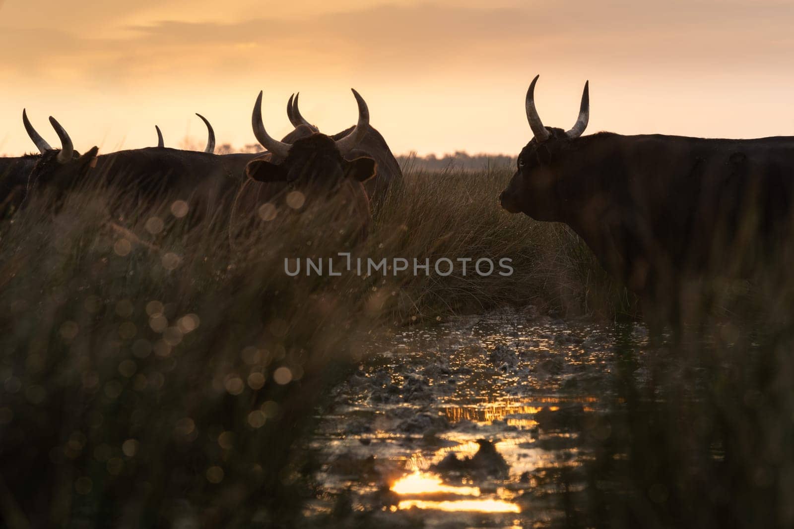 Group of bulls in the sun of Camargue, France