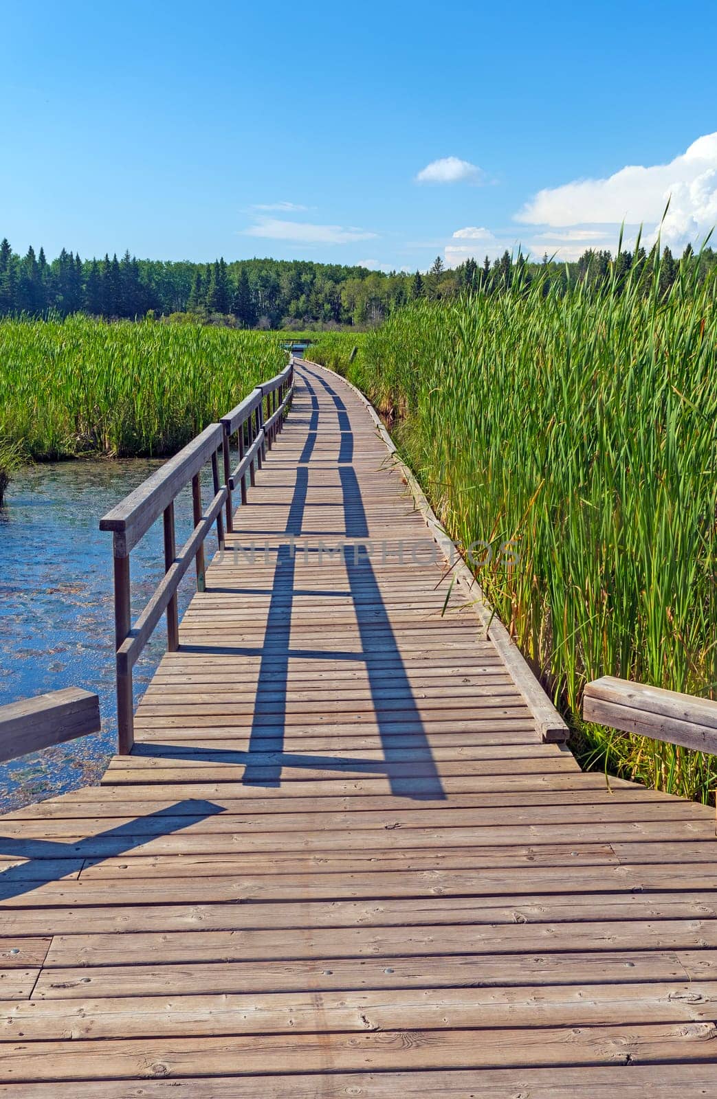 Boardwalk and Shadows in Summer Light in Riding Mountain National Park in Manitoba
