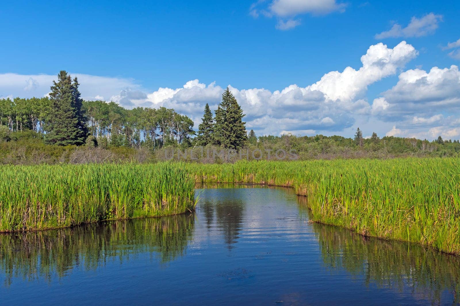 Quiet Channel in North Woods Marsh in Riding Mountain National Park in Manitoba