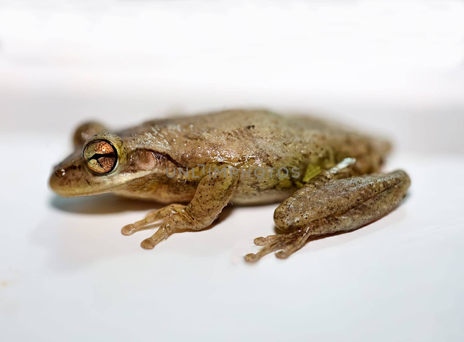 Photograph of a Cuban tree frog.