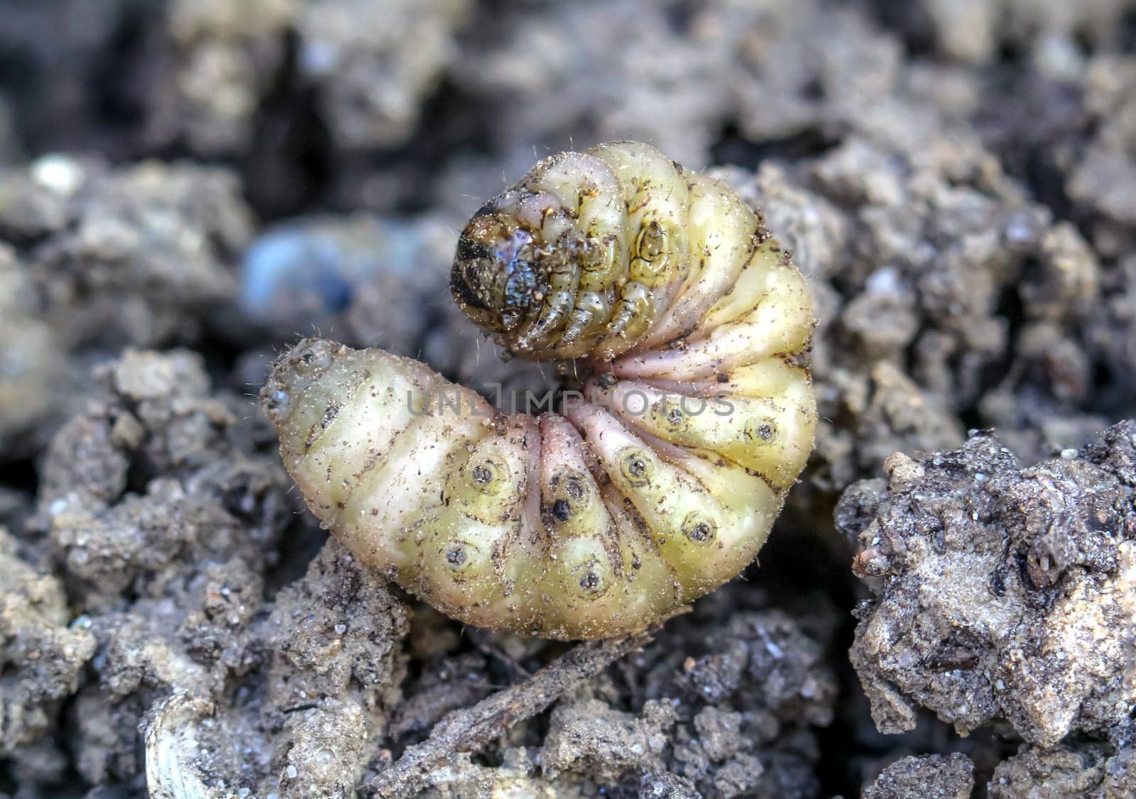 The larva of a beetle lying on the ground.