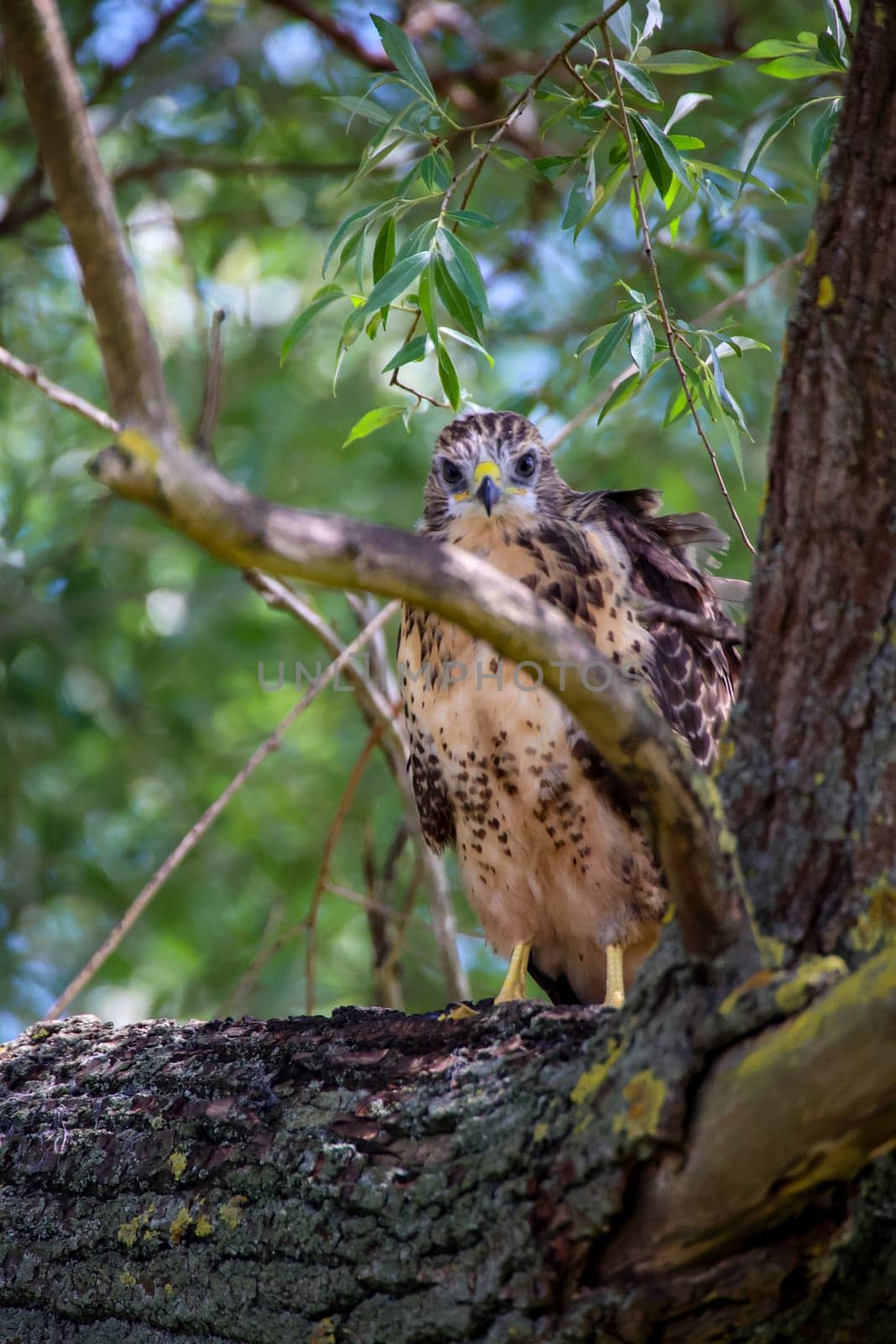 Portrait of a young buzzard sitting on a branch.