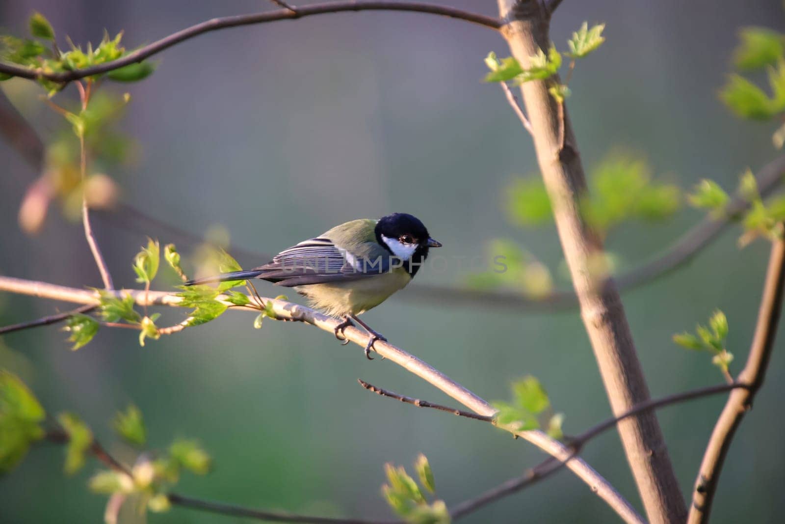 A great tit in the branches of a shrub.