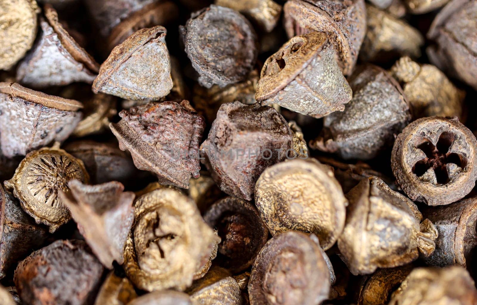 Many empty seed coats, fruit shells.