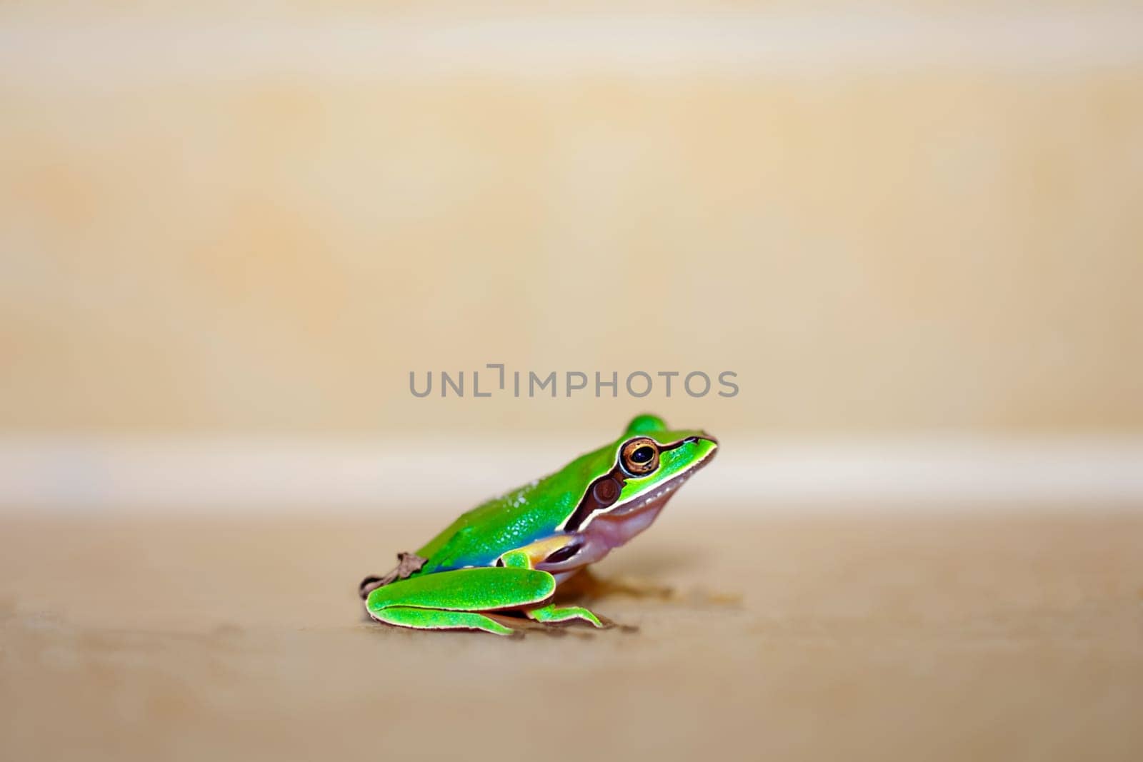 Photo of a green frog.