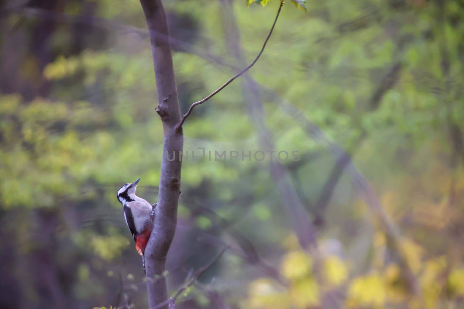 A great spotted woodpecker searches for food in the undergrowth.