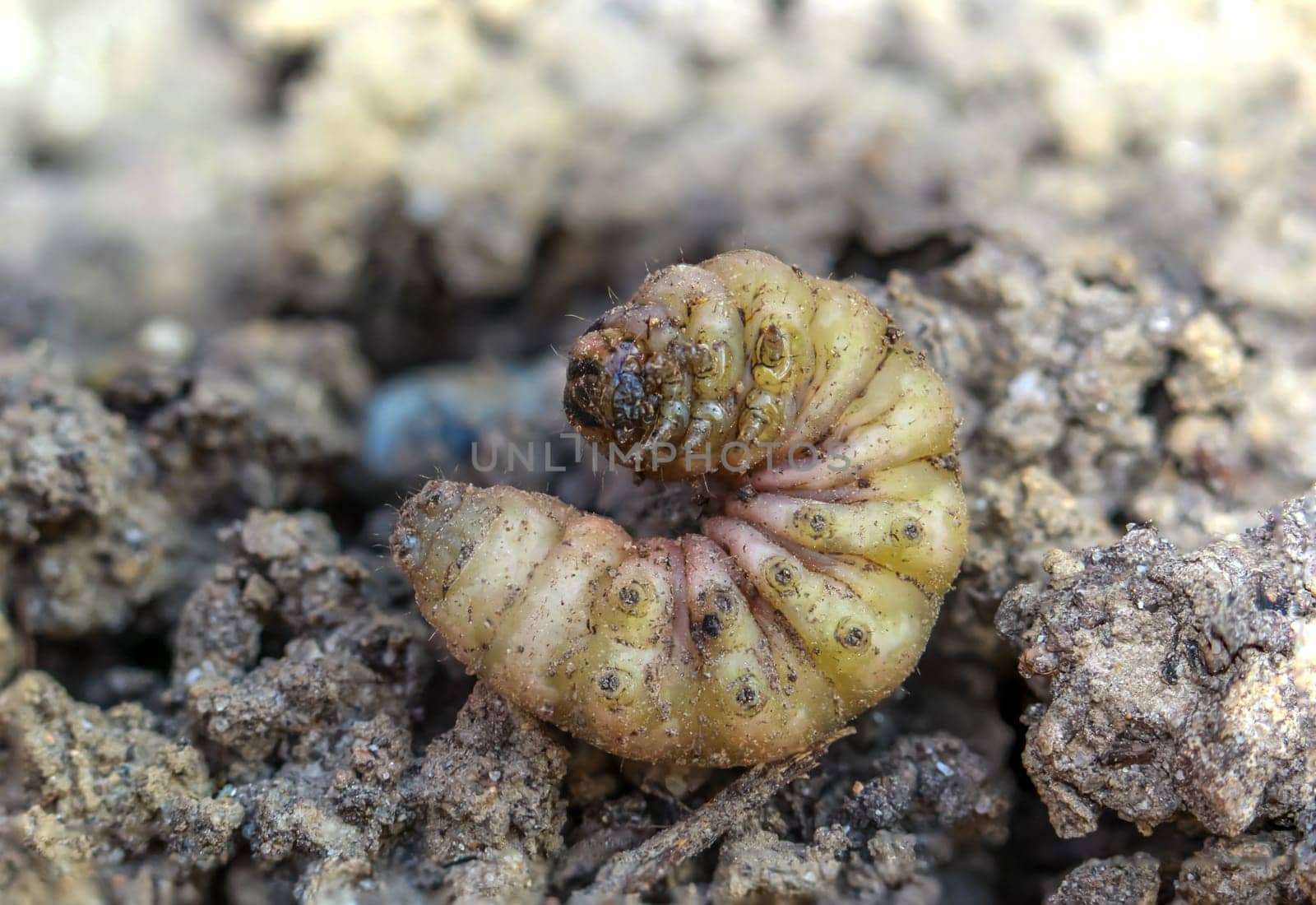 The larva of a beetle lying on the ground.