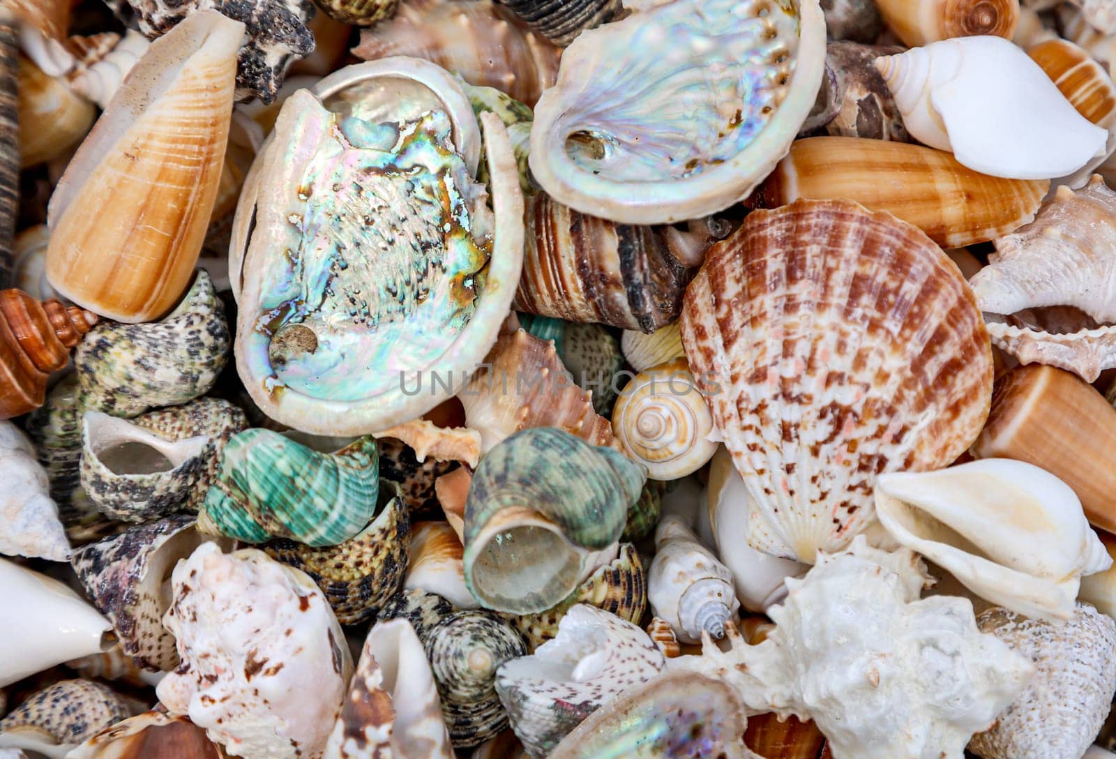 A wallpaper or a texture with sea shells, sea snails. Beautiful shellfish.
