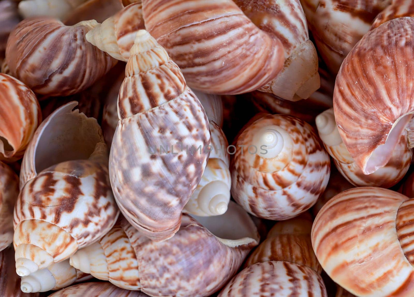 A wallpaper or a texture with sea shells, sea snails. Beautiful shellfish.