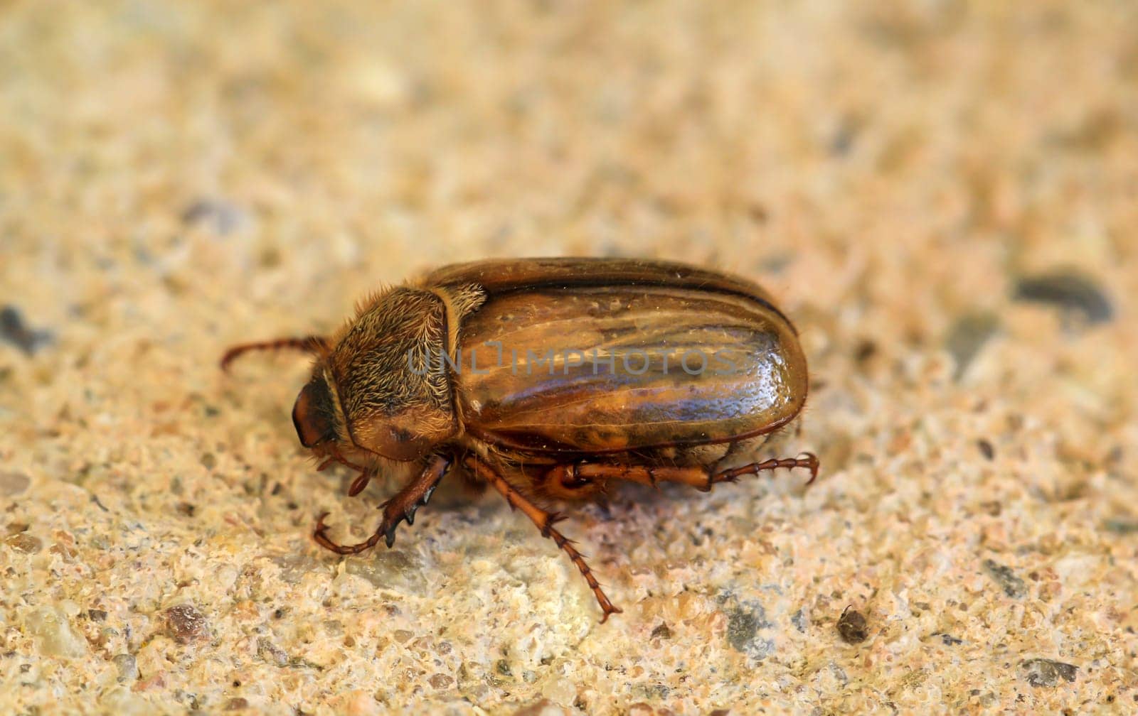 A June bug on a stone.