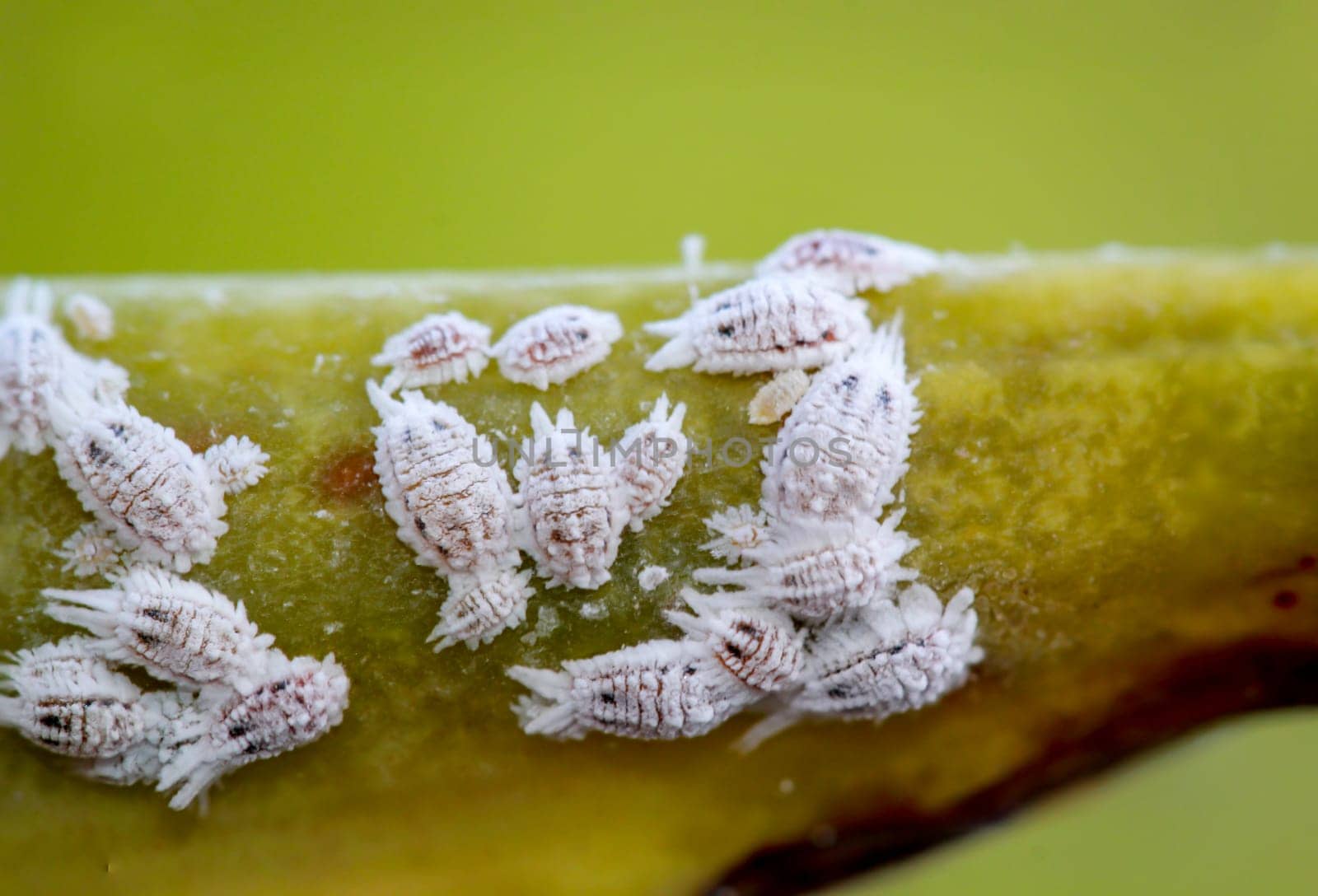 Mealybug, macro - close-up