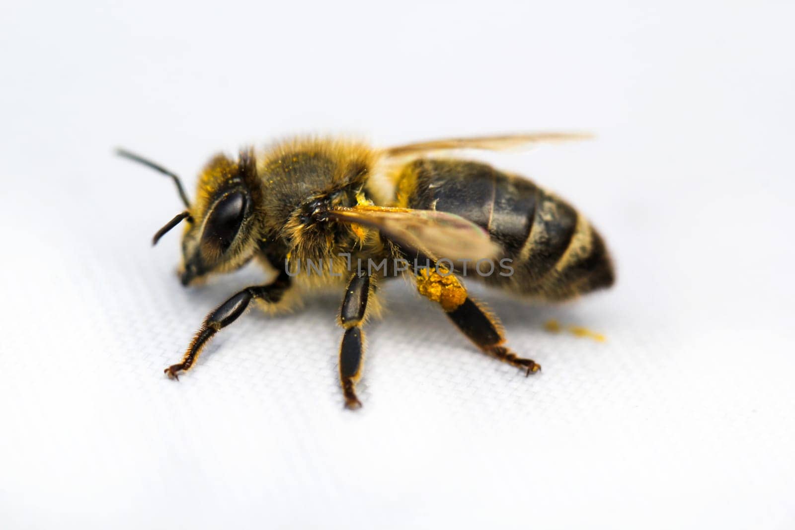 Close-up of a bee on a white background.