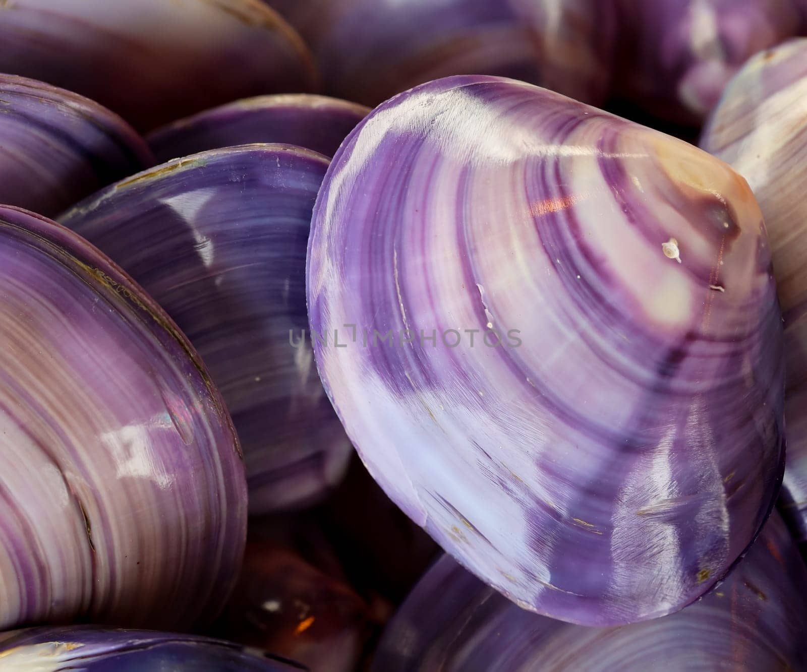 A wallpaper or a texture with sea shells, sea snails. Beautiful shellfish.
