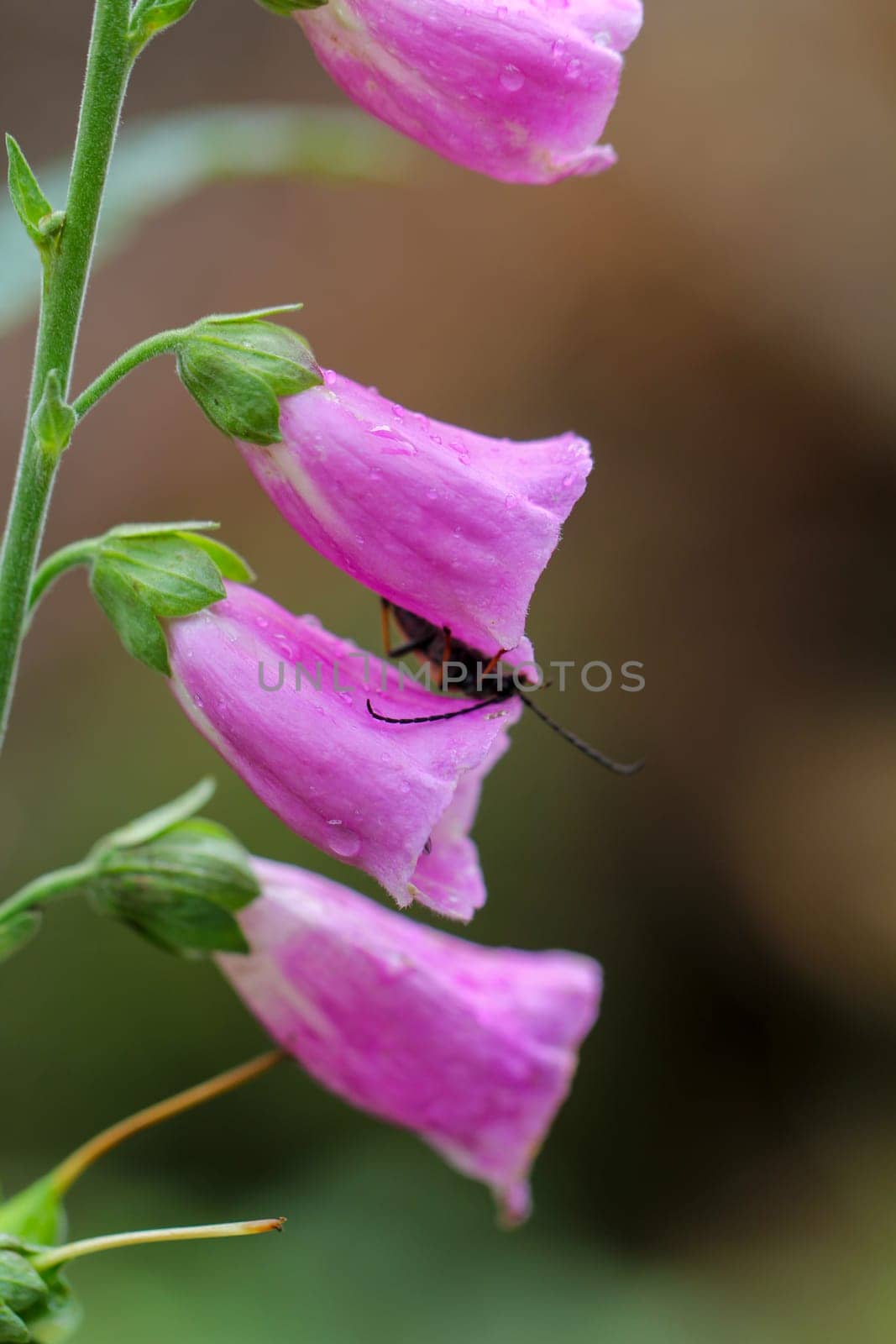 The beautiful flowers of a purple foxglove, even with an insect on it.
