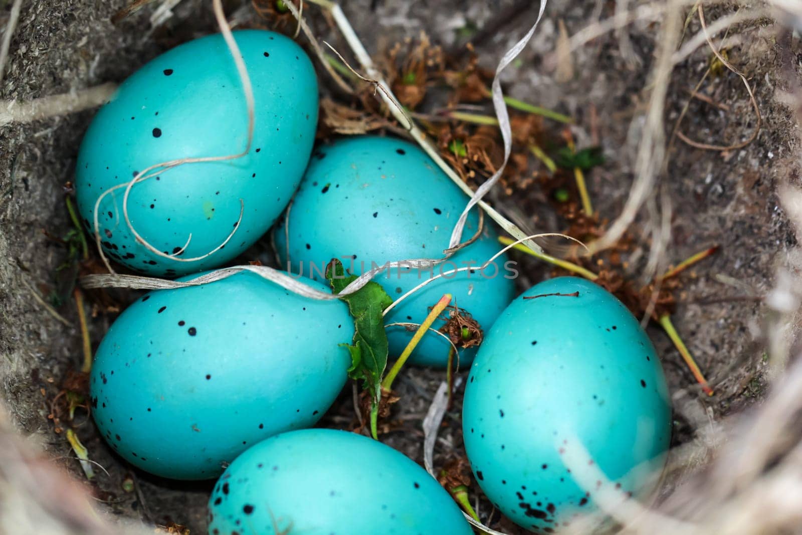 Five blue eggs of a song thrush lie in a bird's nest.