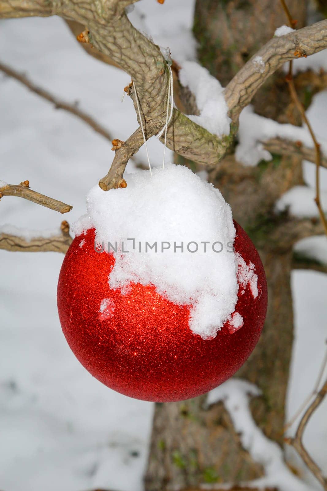 A bright red ball covered in snow on an outdoor tree at Christmas time.