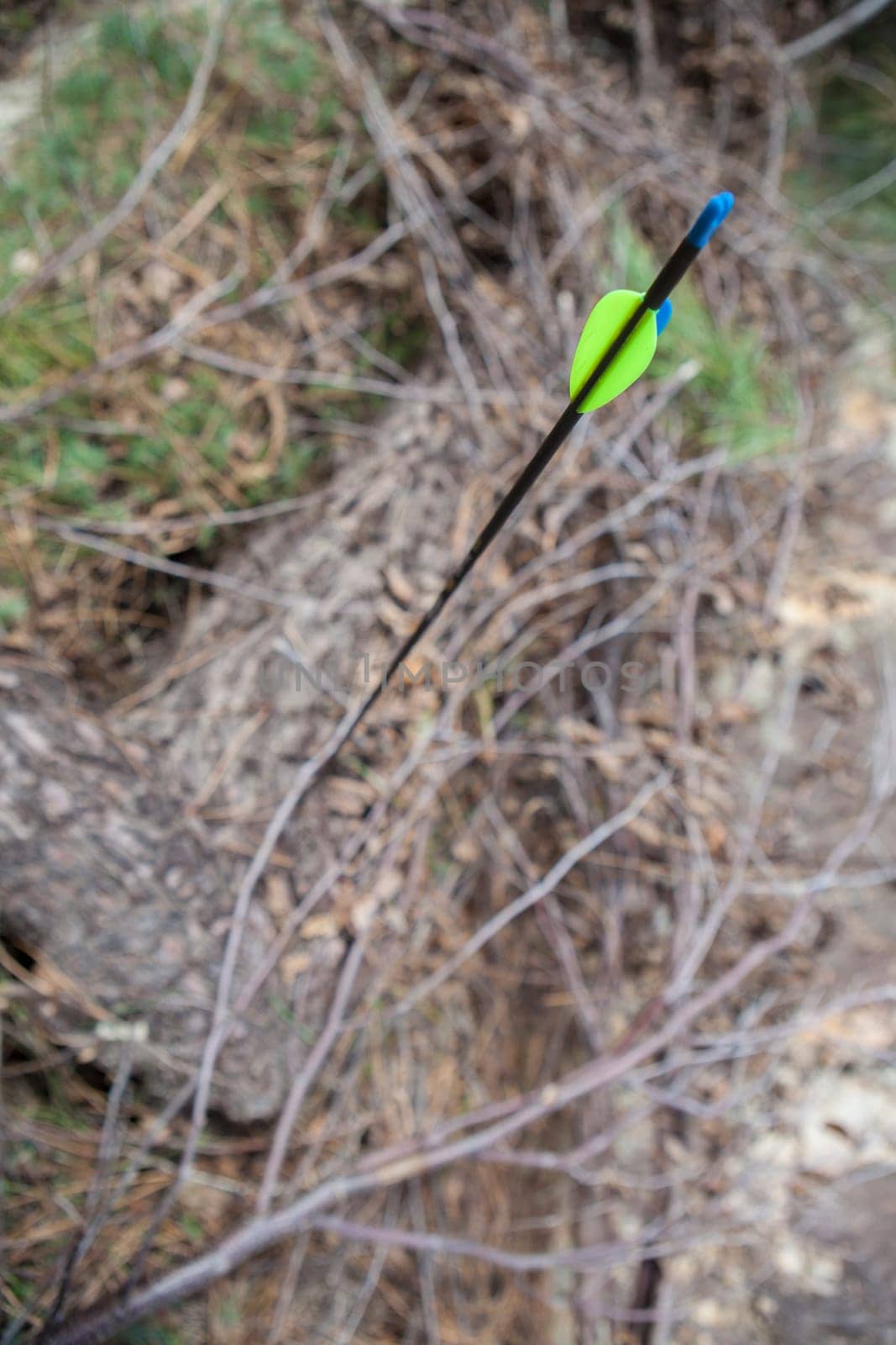 Sports arrow stuck in a log. Focus on straight parabolic fletchings
