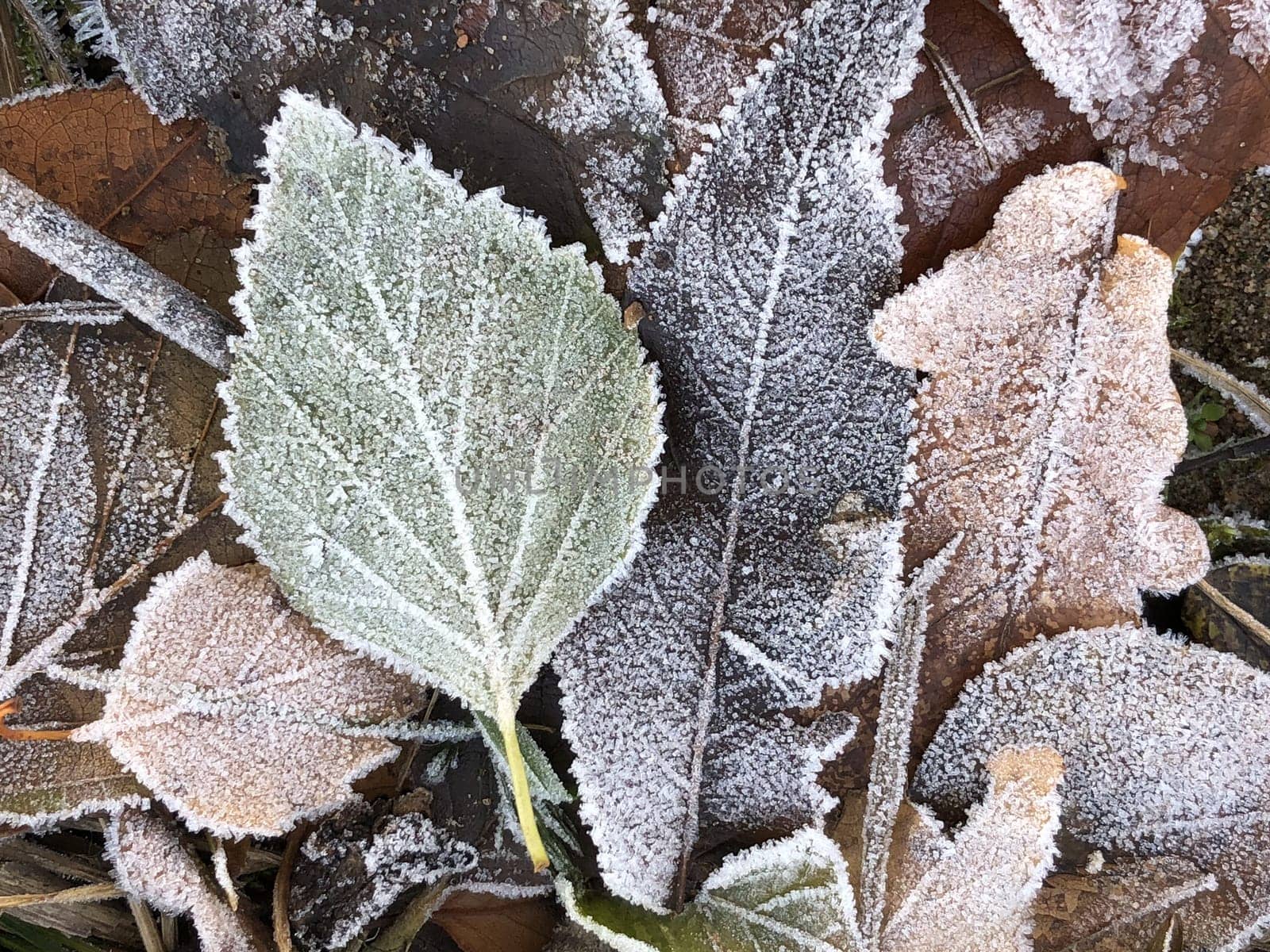 colorful autumn  leaf with veins covered with frost, in frosty morning