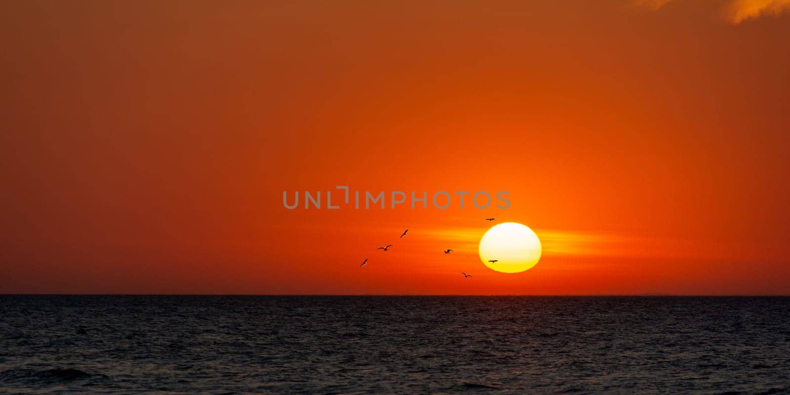 Orang - red sunset over the ocean with seagulls