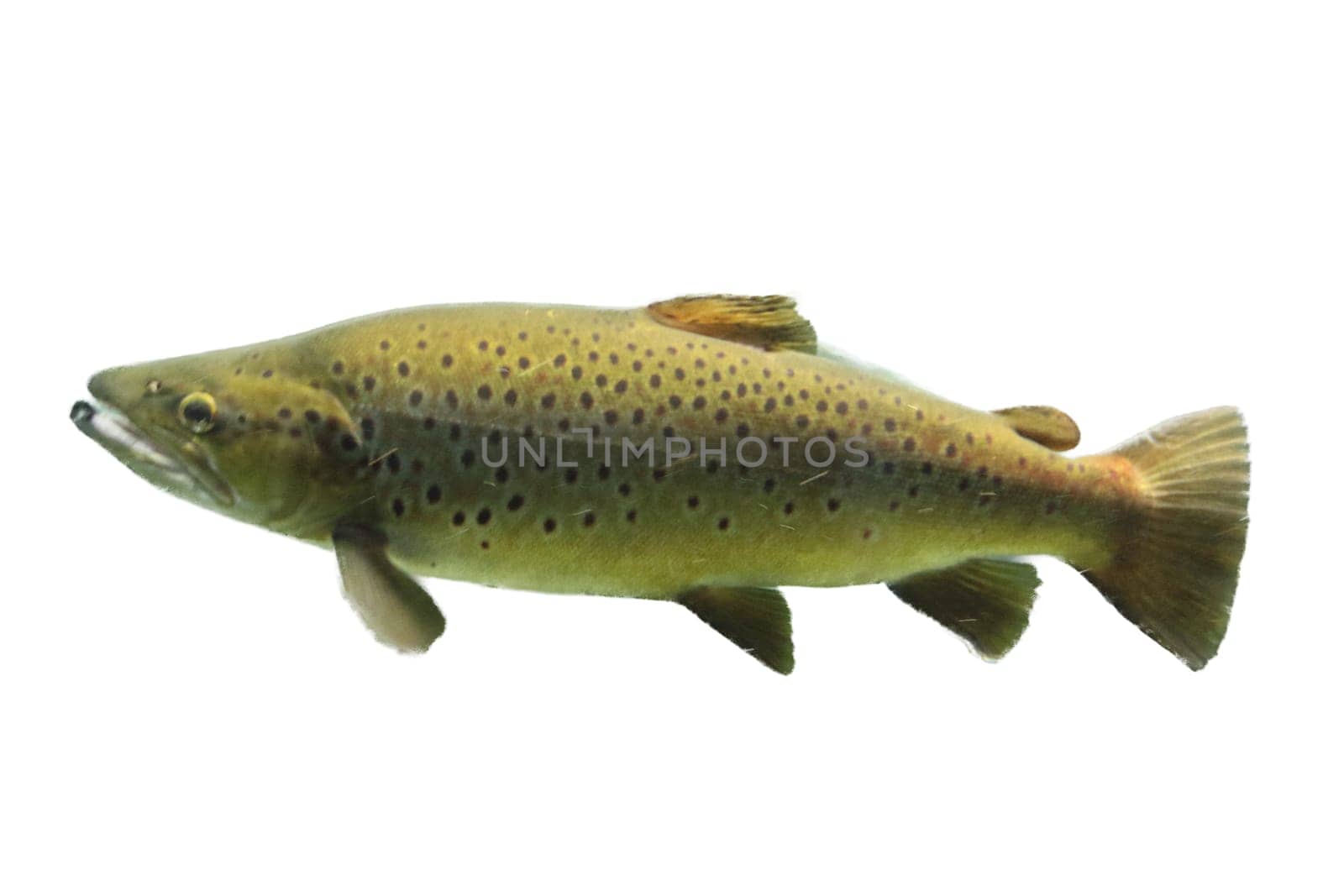 The Atlantic salmon (Salmo salar) is a species of ray-finned fish in the family Salmonidae. It is found in the northern Atlantic Ocean
