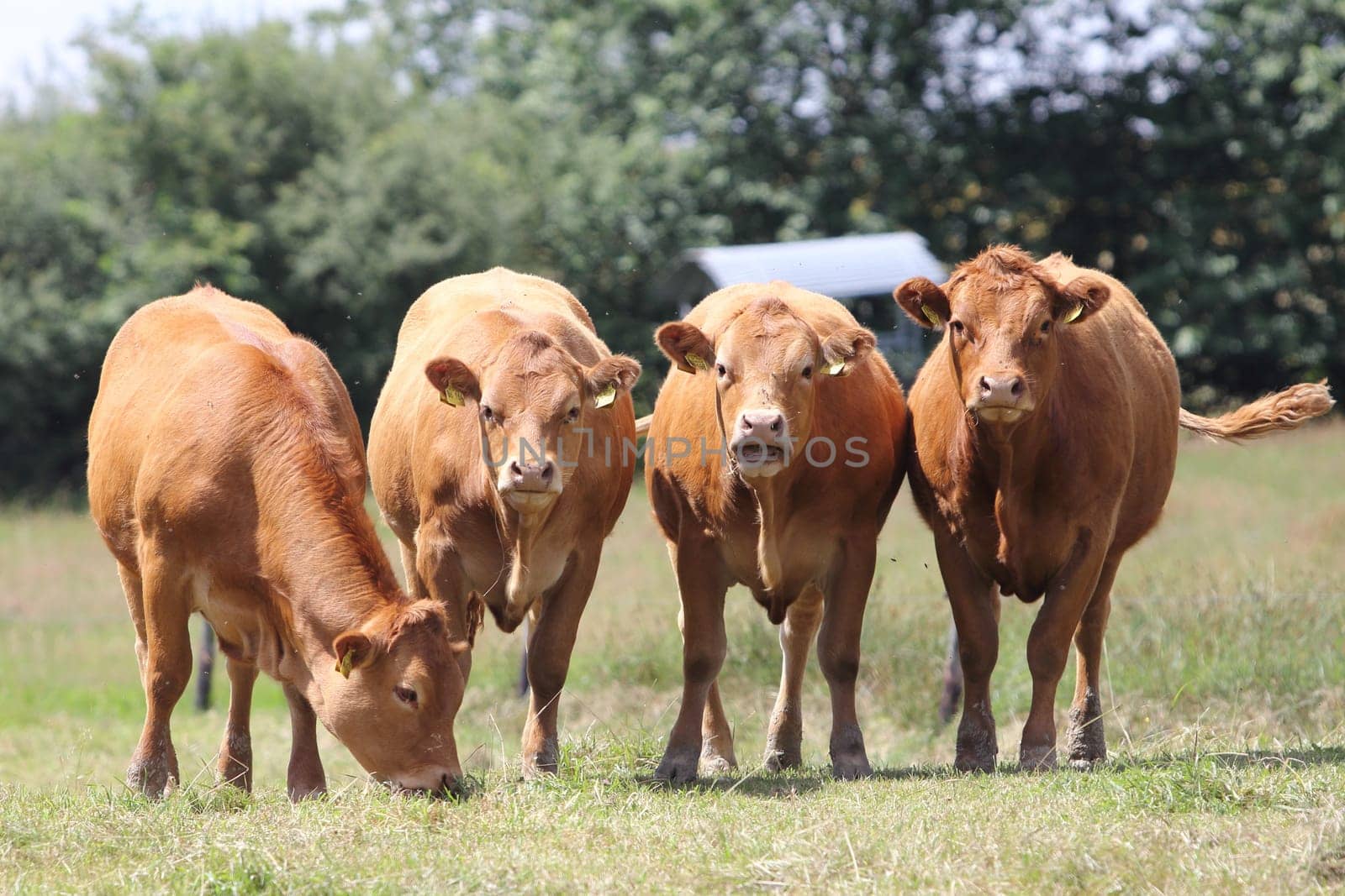 A herd with four brown cows, on the pasture