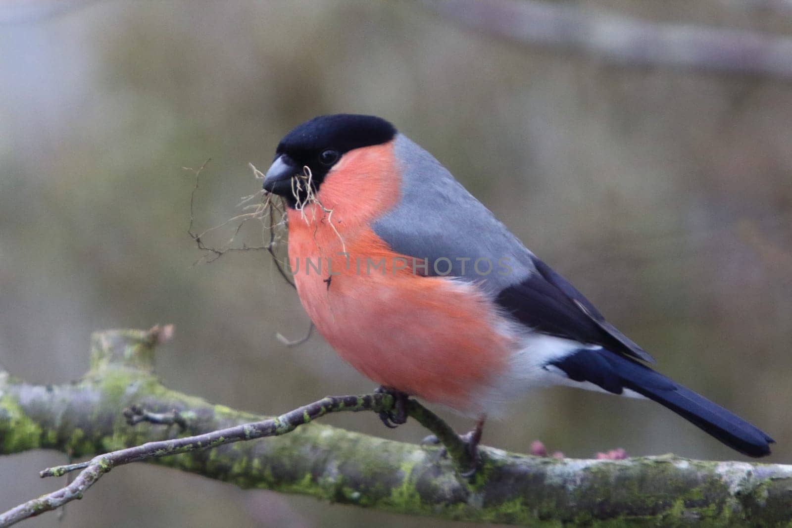 The Eurasian bullfinch, common bullfinch or bullfinch (Pyrrhula pyrrhula) is a small passerine bird in the finch family Fringillidae