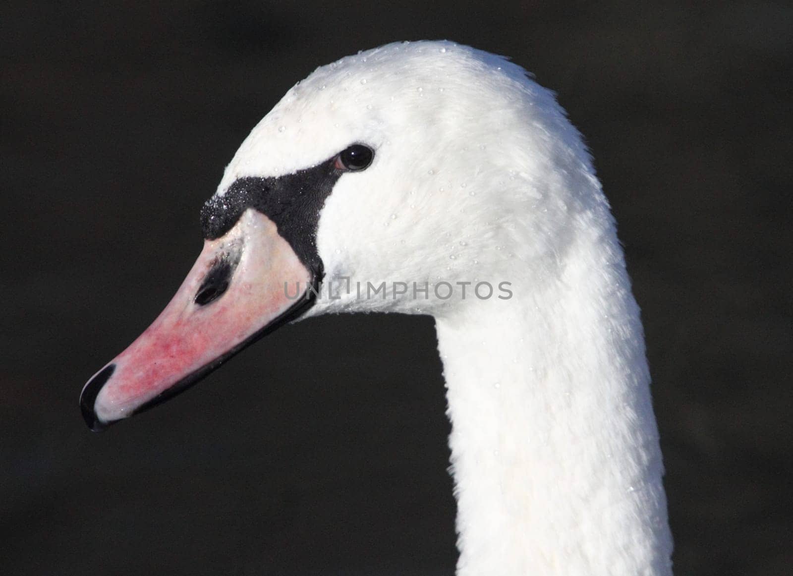 The mute swan (Cygnus olor) is a species of swan and a member of the waterfowl family Anatidae