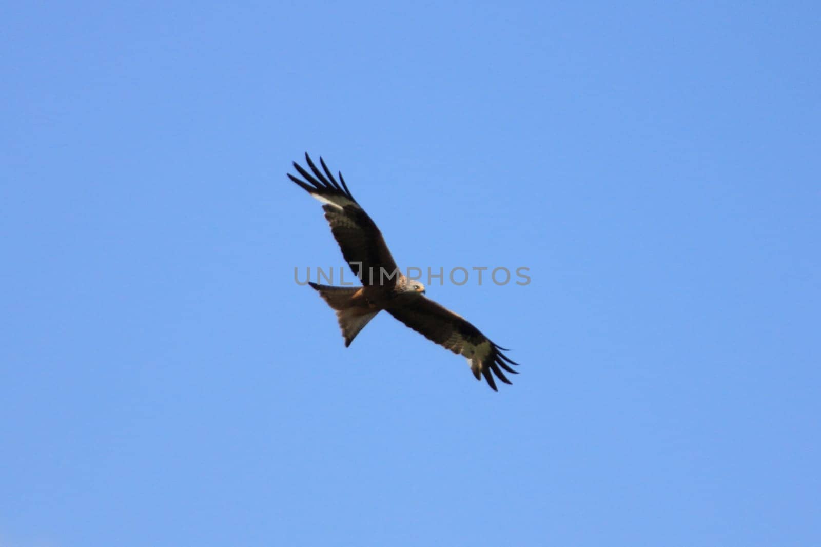 A bird of prey draws its circles, blue skies in the background