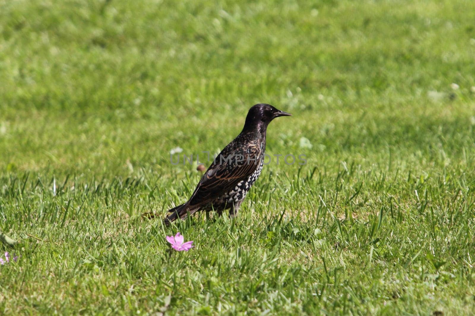 The common starling (Sturnus vulgaris), also known as the European starling, or in the British Isles just the starling, is a medium-sized passerine bird in the starling family