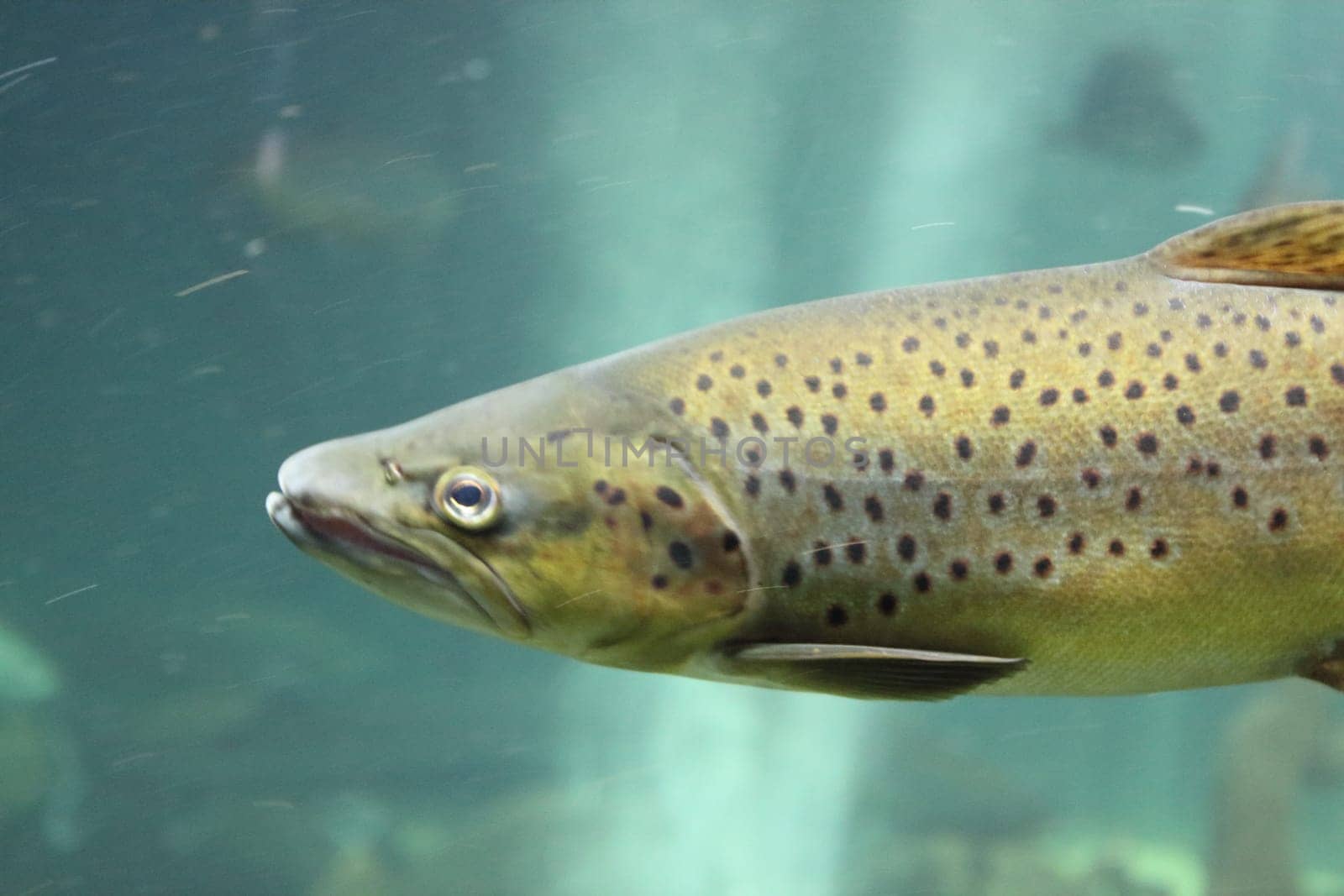 The Atlantic salmon (Salmo salar) is a species of ray-finned fish in the family Salmonidae. It is found in the northern Atlantic Ocean