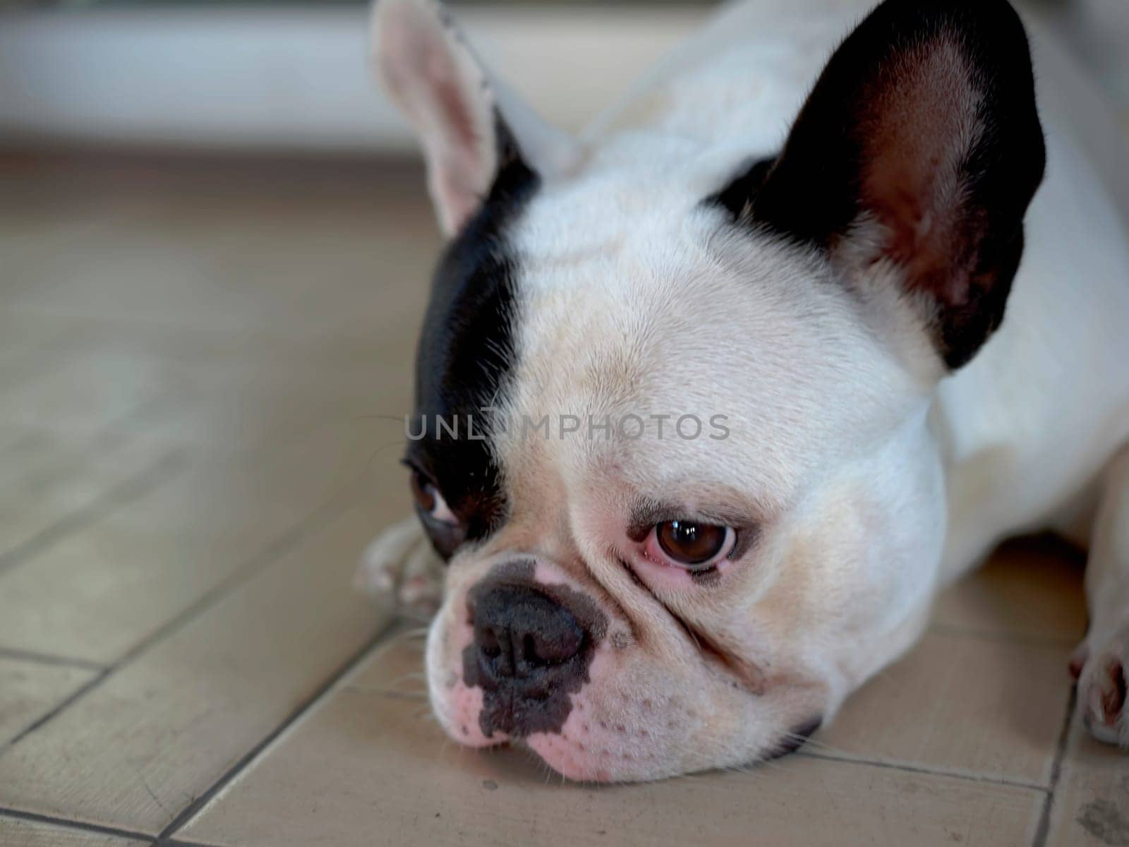close up view. French bulldog sit and looking,