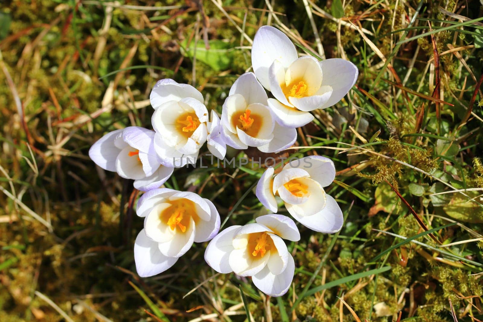 Crocus (English plural: crocuses or croci) is a genus of flowering plants in the iris family comprising 90 species of perennials growing from corms