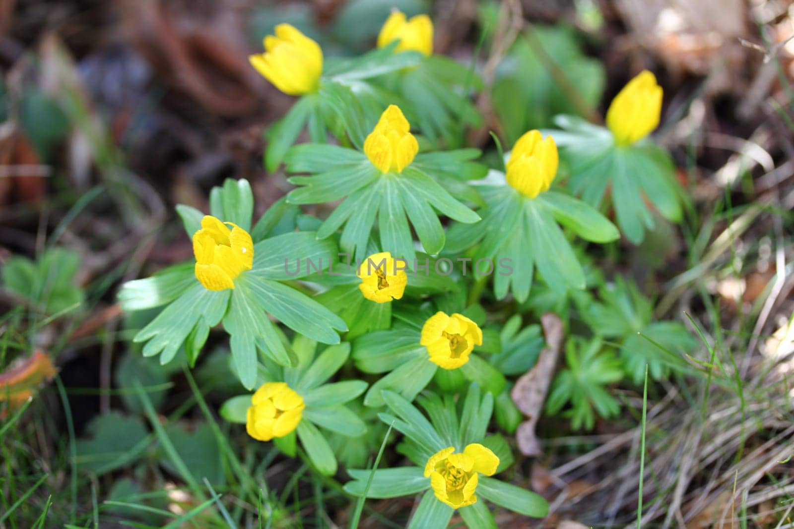 Eranthis hyemalis is a species of flowering plant in the buttercup family Ranunculaceae, native to calcareous woodland habitats in France, Italy and the Balkans and widely naturalised elsewhere in Europe
