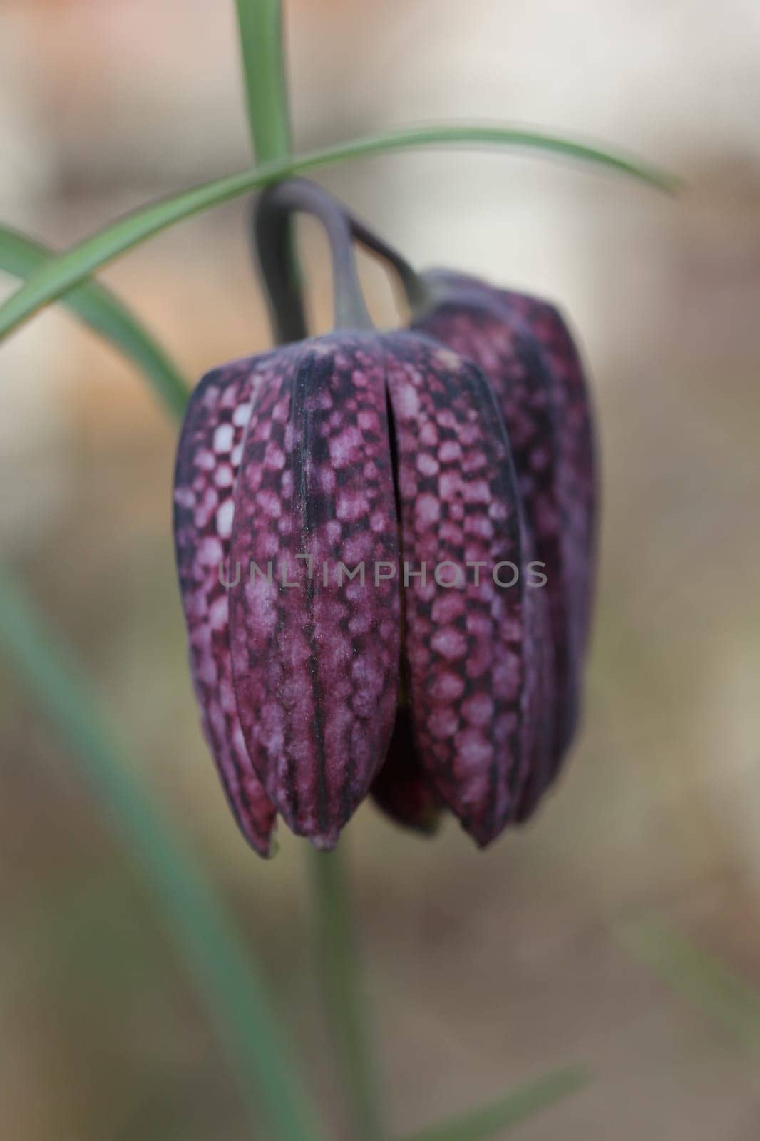 Fritillaria meleagris is a Eurasian species of flowering plant in the lily family. Its common names include snake's head fritillary, snake's head