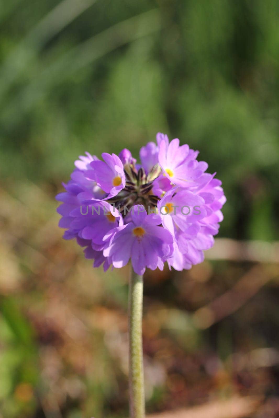 Primula denticulata, the drumstick primrose, is a species of flowering plant in the family Primulaceae, native to moist alpine regions of Asia, from Afghanistan to south eastern Tibet, Burma and China