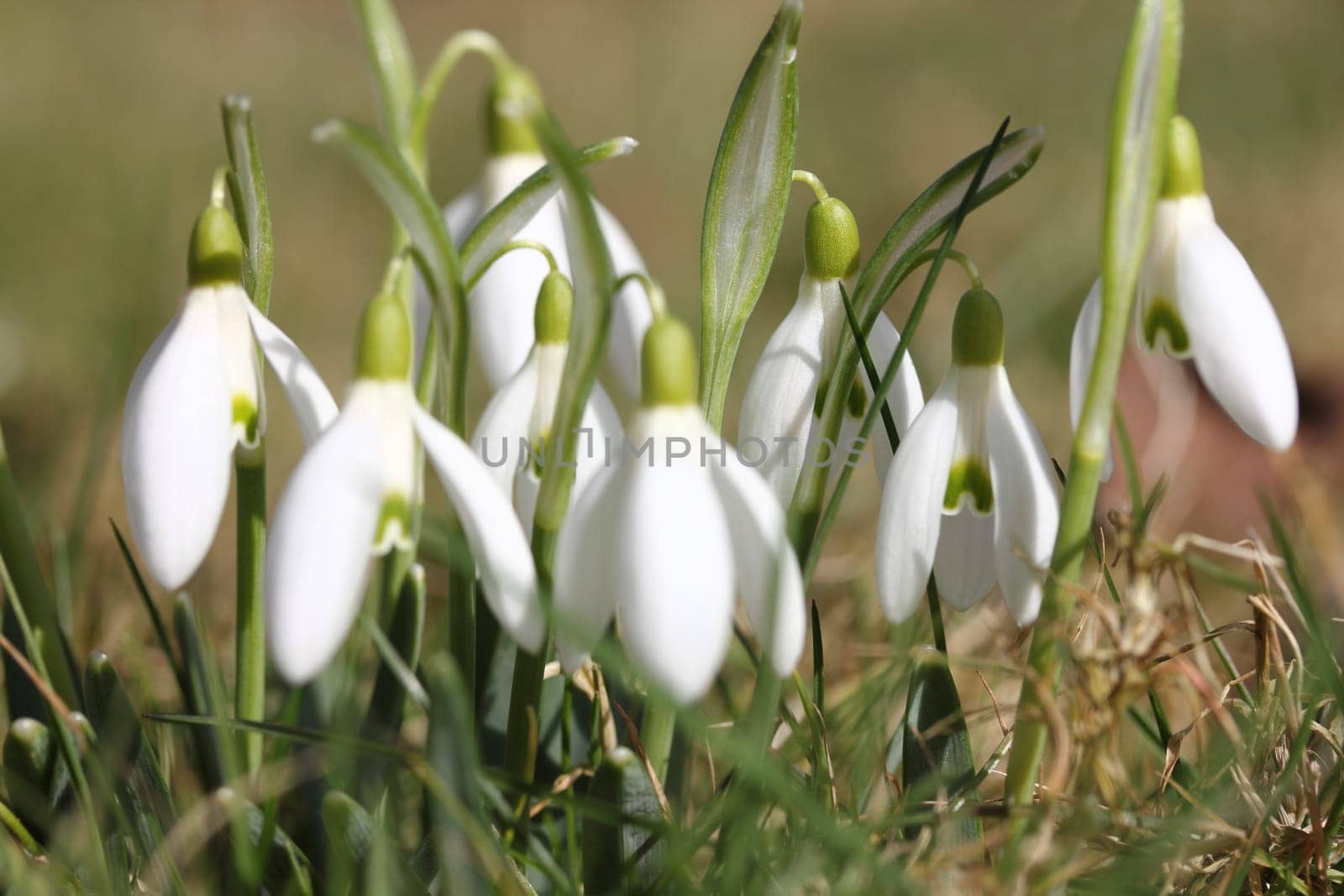 Galanthus (snowdrop), is a small genus of about 20 species of bulbous perennial herbaceous plants in the family Amaryllidaceae.